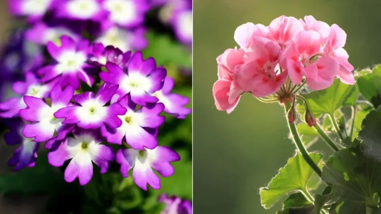 Herfstvermeerdering is mogelijk met deze 3 plantensoorten