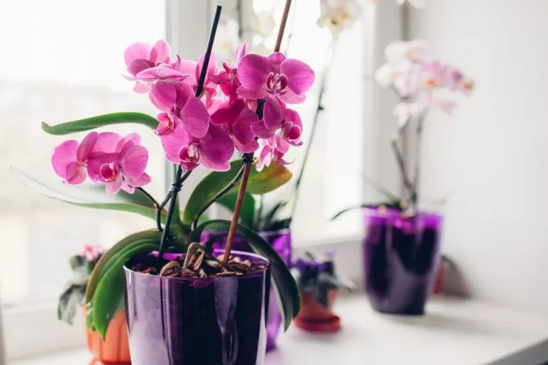 Hoe en wanneer orchideeën bemesten