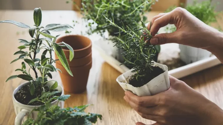 Hoe je een binnentuin kweekt tijdens de winter