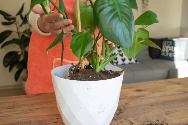 Hoe je een monstera opbindt: alles wat je moet weten