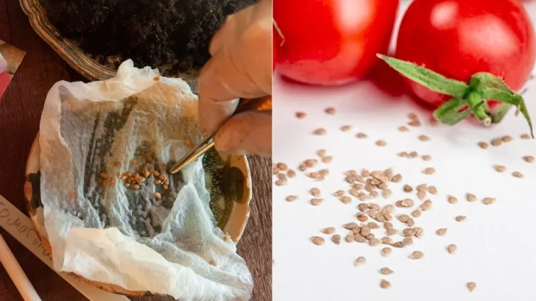 Hoe je tomatenzaden bewaart