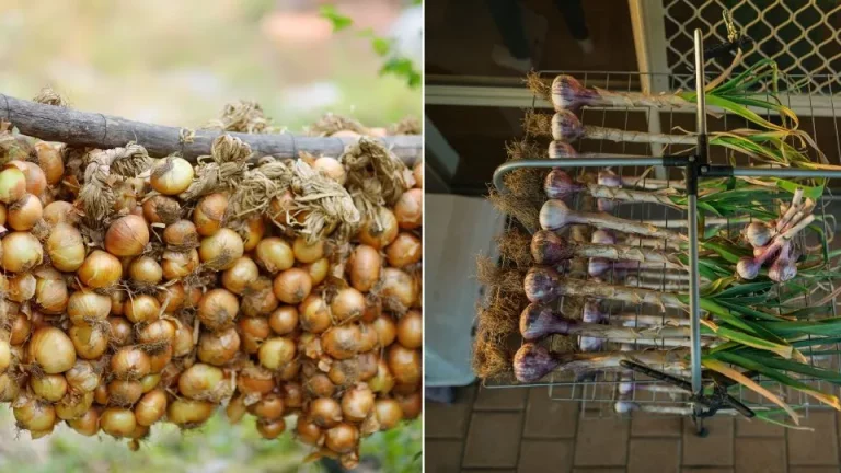 Hoe je zelfgekweekte uien en knoflook droogt