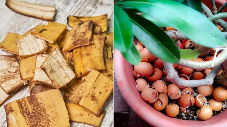 Hoe maak je zelfgemaakte meststof voor je planten