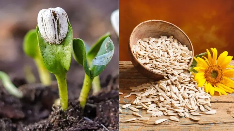 Hoe zonnebloempitten te oogsten na de bloei