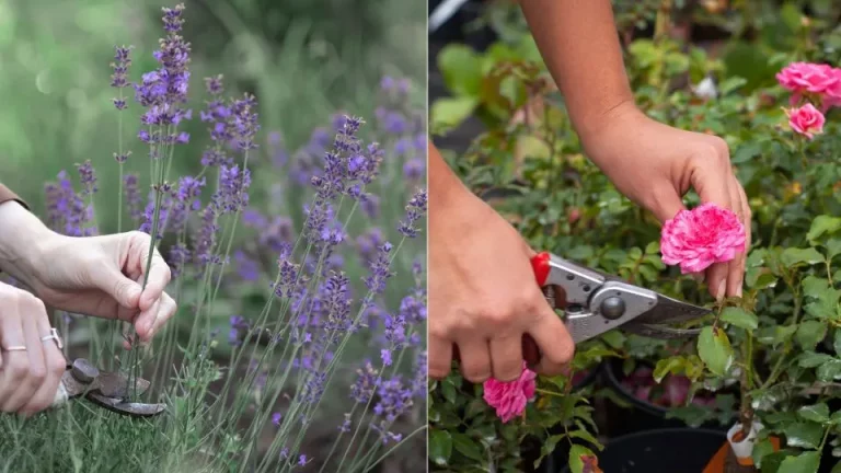 Je moet deze drie planten snoeien voordat de zomer voorbij is