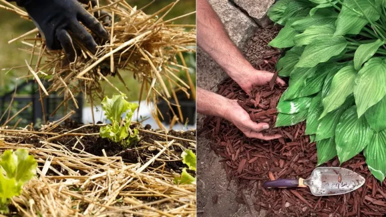 Je planten blijven gezond, zelfs in verzengende hitte, als je deze tips volgt