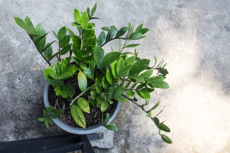 Kamerpalm hangt slap: waarom het gebeurt en hoe het op te lossen