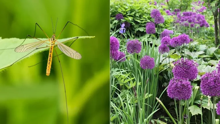 Kweek deze 10 planten en houd je tuin de hele zomer muggenvrij