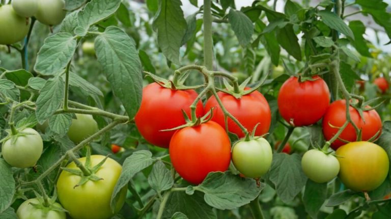 Kweek deze 16 planten nooit naast je tomaten of je eindigt met een lege oogst