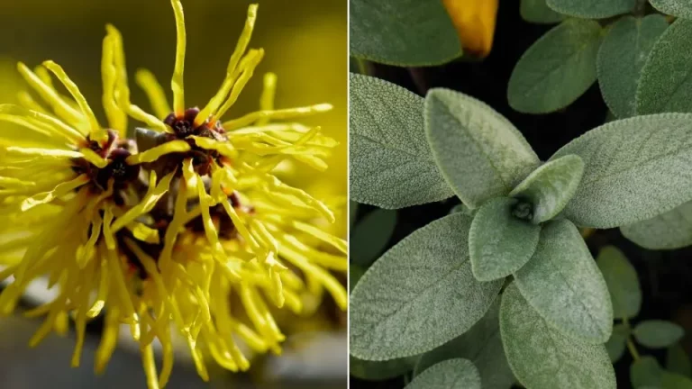 Kweek deze kruiden voor de meest griezelige Halloween ooit