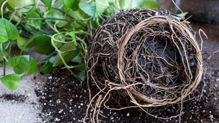 Luchtwortels bij pothos: waarom ze groeien en wat je ermee kunt doen