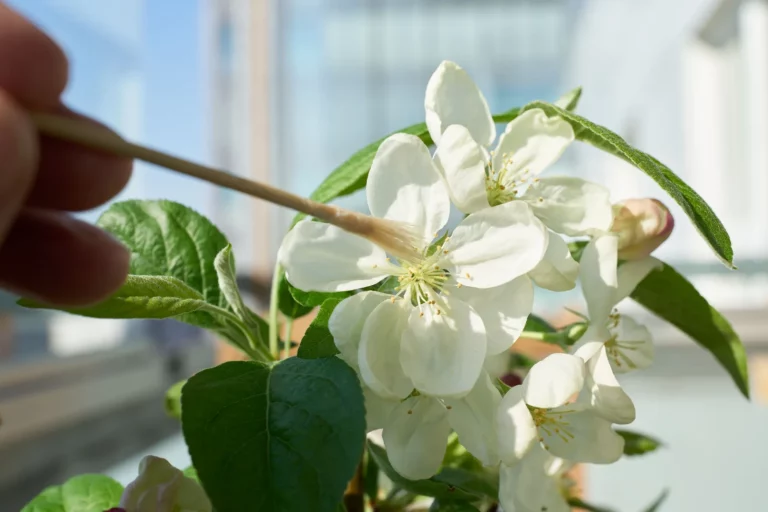 Maximaliseer je opbrengst door handmatig vruchten en groenten te bestuiven