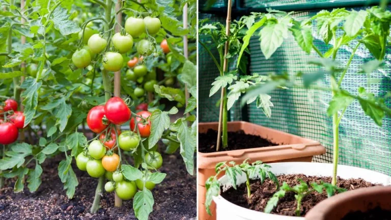 Ongelooflijk hoge opbrengst 2-in-1 tomaat en aardappel teelt