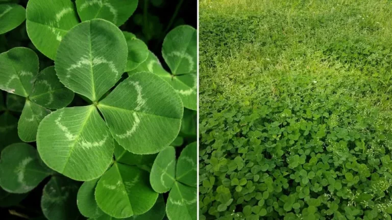 Ontdek de beste tijd om een klavergrasveld te planten