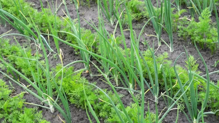 Plant ze samen! Uien en wortels zijn het perfecte paar