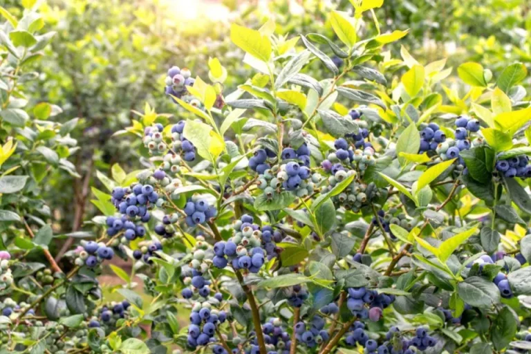 Van kleine besjes naar emmersvol: blauwe bessen bemesten makkelijk gemaakt