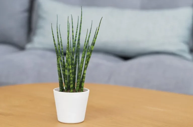 Verzorgingsgids voor een slanke sansevieria + problemen en oplossingen