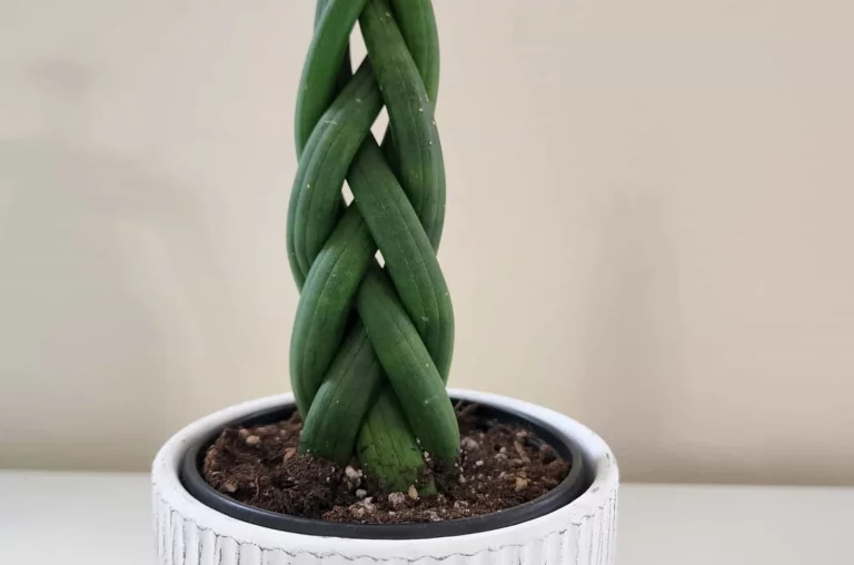 Vlecht je sansevieria als een pro met deze briljante tips