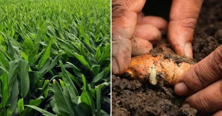 Volg deze briljante tips om kurkuma binnen en buiten te kweken en de beste oogst tot nu toe te behalen