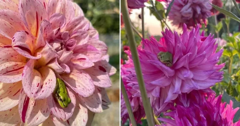 Vrouws bloemen veranderen in kikkerhotels (nog nooit eerder gezien!)