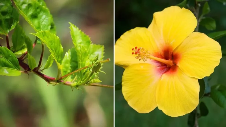 Waarom worden mijn hibiscusblaadjes geel? (oorzaken & oplossingen)