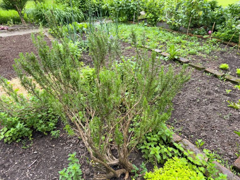 Wanneer en hoe je rozemarijn moet snoeien voor vollere en meer aromatische groei