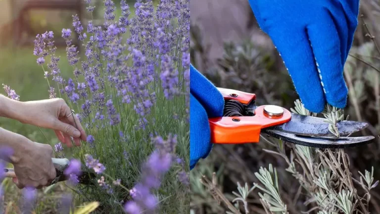 Wat is de beste tijd om lavendel te snoeien?