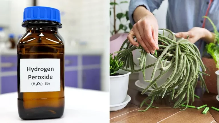 Waterstofperoxide – het geheime ingrediënt voor een gelukkige kamerplant