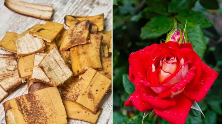 Wil je grotere rozen? Bewaar je overgebleven bananenschillen