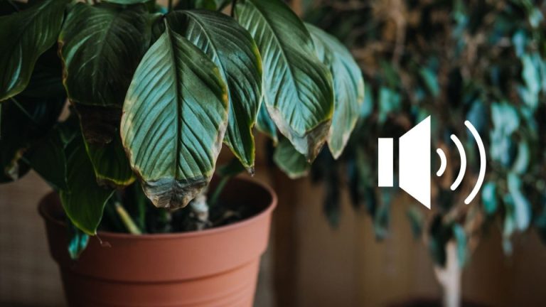 Wist je dat planten echt ‘schreeuwen’?