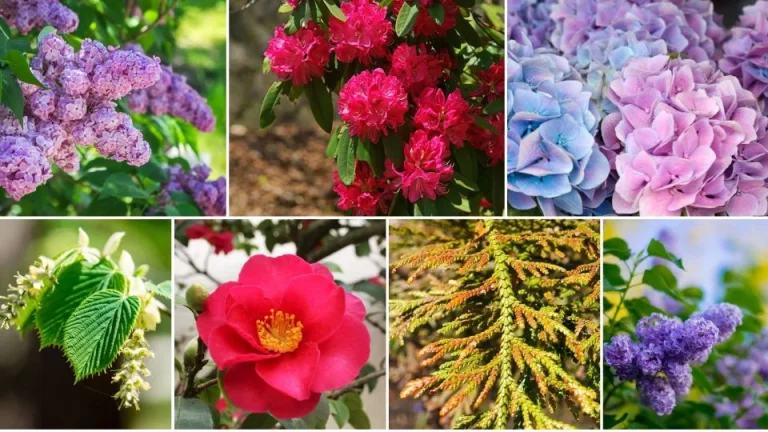 Zeg vaarwel tegen nieuwsgierige buren met deze 6 bloeiende privacystruiken