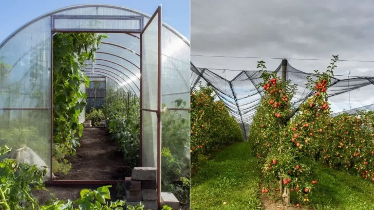 Zware stormen maken geen kans als je je planten op deze manier beschermt