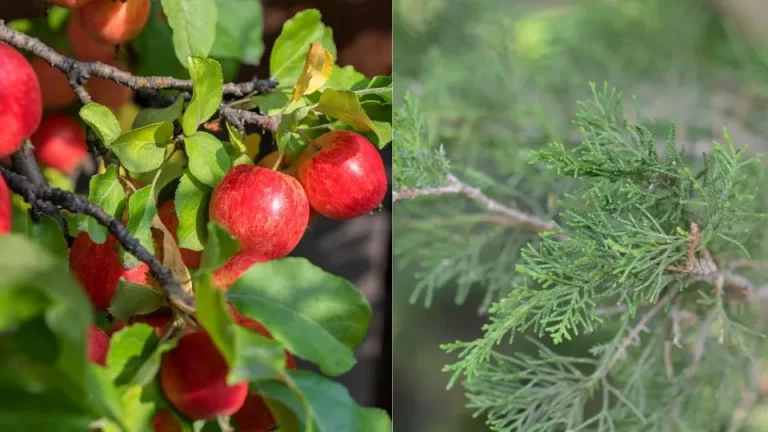 10 beste bomen voor wilde dieren en biodiversiteit
