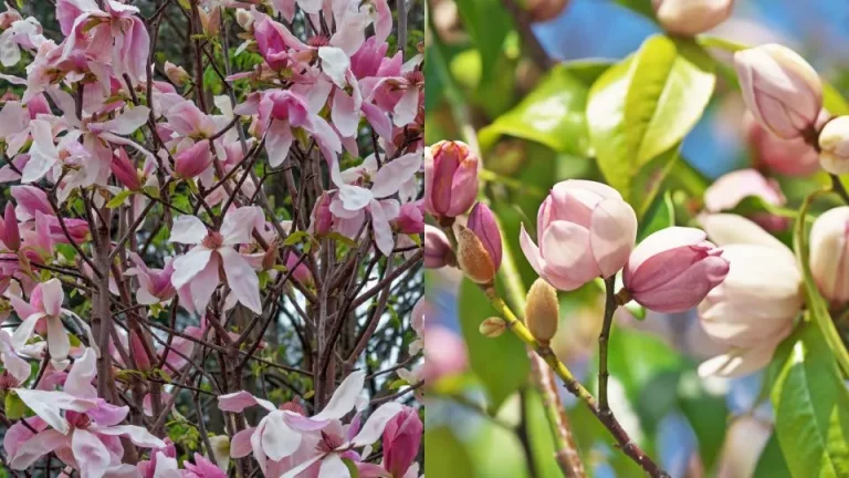 10 beste magnolia’s om je tuin te laten stralen