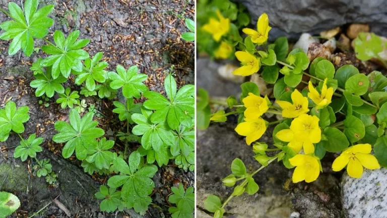 11 Grasvrije gazonalternatieven die ideaal zijn voor tuinen
