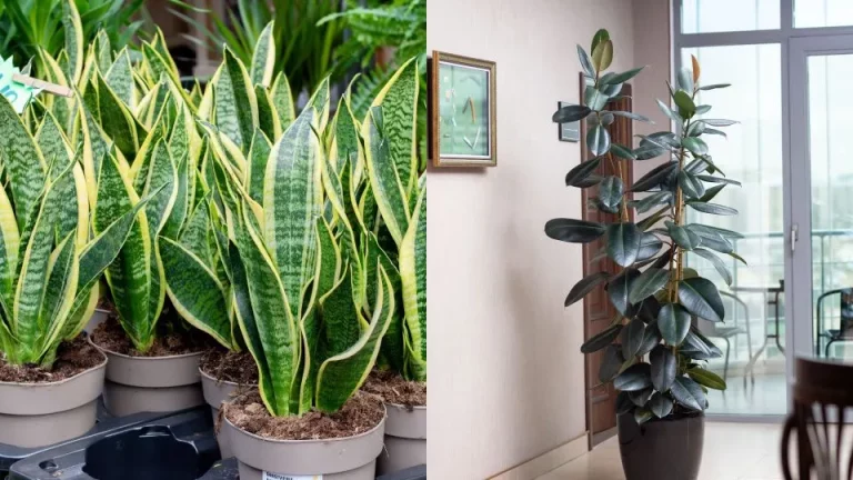 11 beste planten die straling absorberen