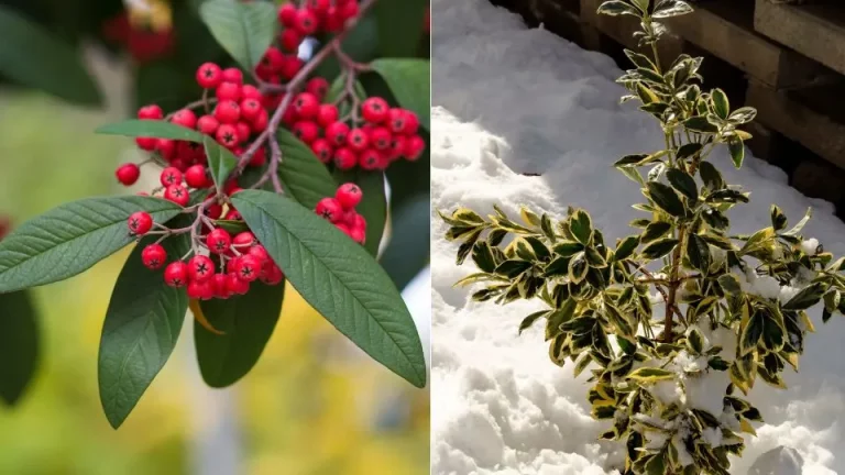 11 beste planten voor wintertuinen die dierenleven ondersteunen
