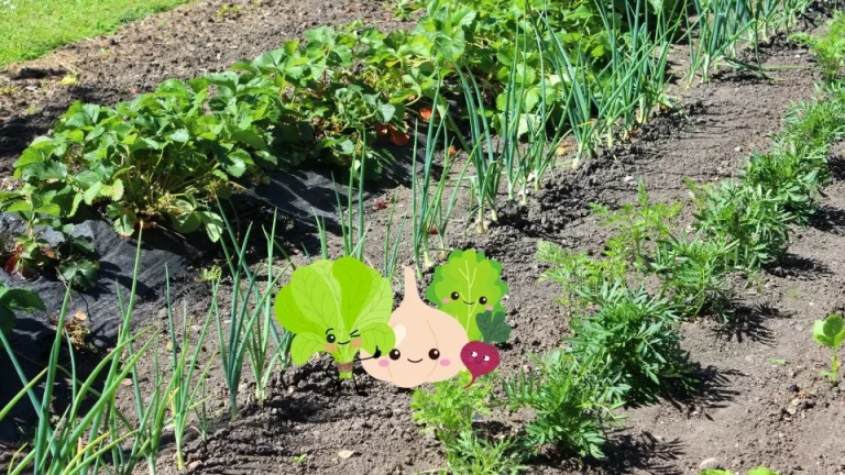 12 geschikte buurplanten voor knoflook + 6 die je beter niet naast knoflook kunt planten