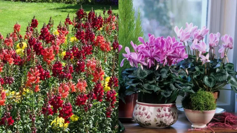 16 bloemen die bloeien en gedijen in milde winters