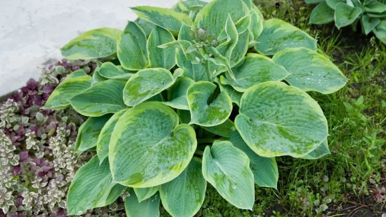 2 taken die je met hosta’s moet doen vóór de winter (en 1 die je moet vermijden)