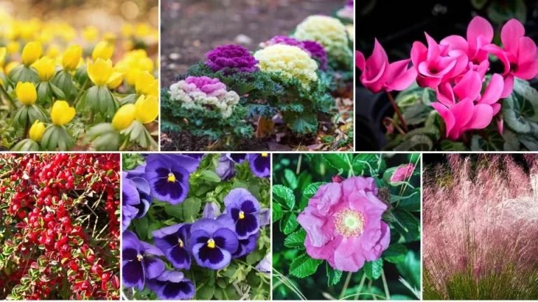 24 planten om je tuin levendig en kleurrijk te houden tijdens de winter