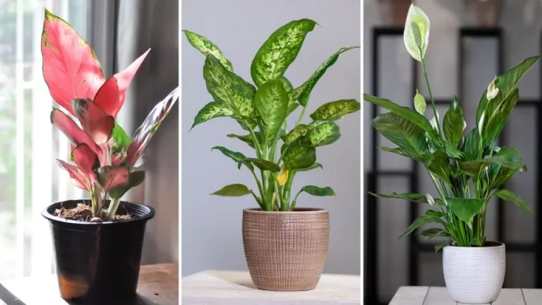 25 beste planten voor ruimtes zonder ramen