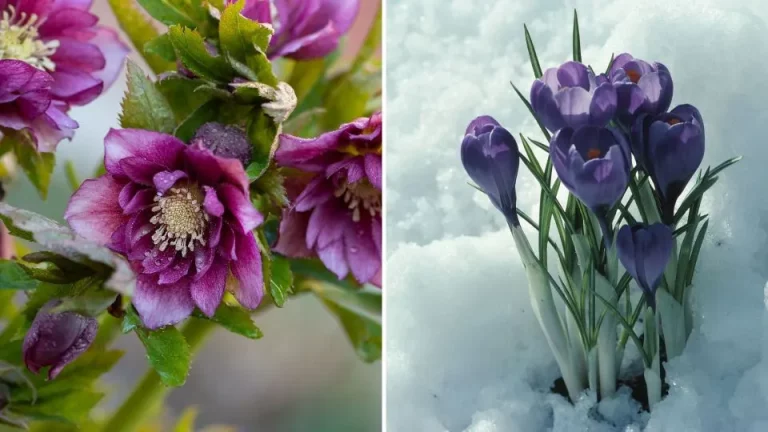 25 prachtige bloeiende planten die in de winter bloeien