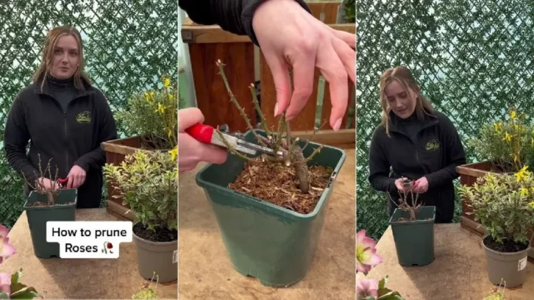 3 stappen voor het snoeien van rozen in november om ziekten te voorkomen