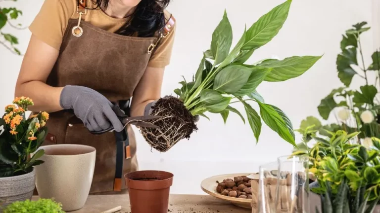 5 eenvoudige stappen voor het verpotten van een lepelplant