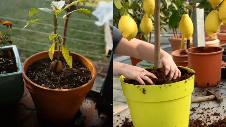 5 eetbare kamerplanten om je huis op te fleuren