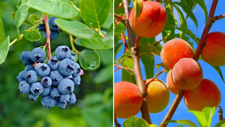 6 Vruchten die je moeiteloos in je tuin kunt kweken