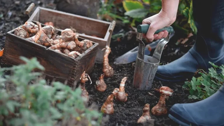 6 stappen voor het aanleggen van een bloembollengazon