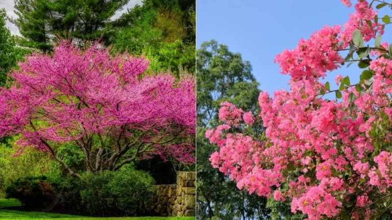 7 beste bomen met herfstkleuren