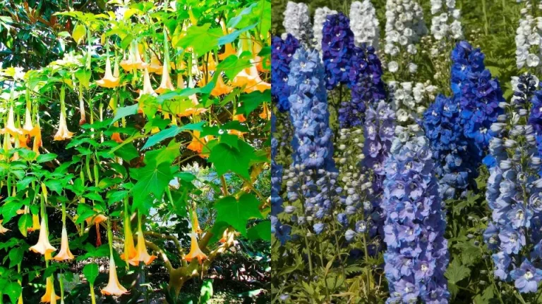 7 plantensoorten die je in november kunt snoeien